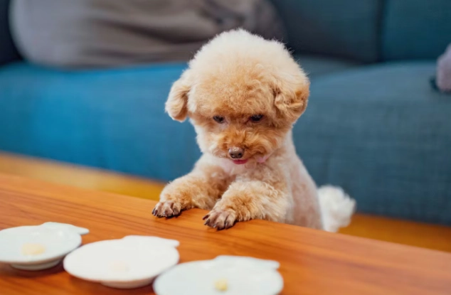 幼犬不吃飯 幼犬不吃飯
