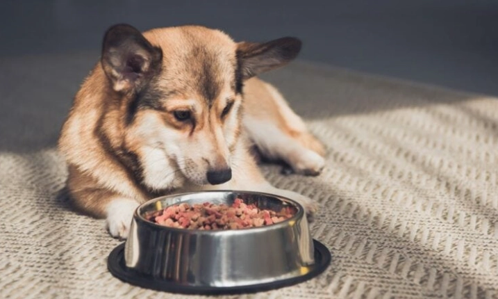 狗狗不吃飼料 狗狗不吃飼料