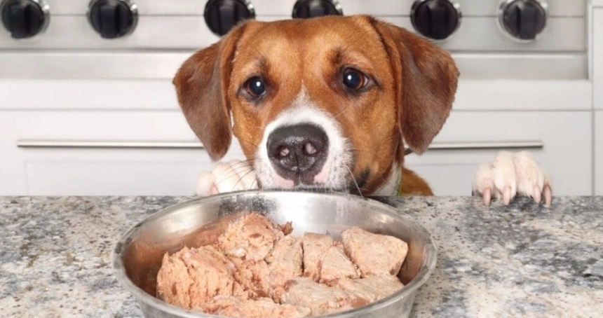 狗狗不吃飼料 狗狗不吃飼料