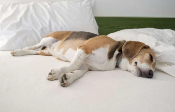 老年犬睡眠問題 老年犬睡眠問題