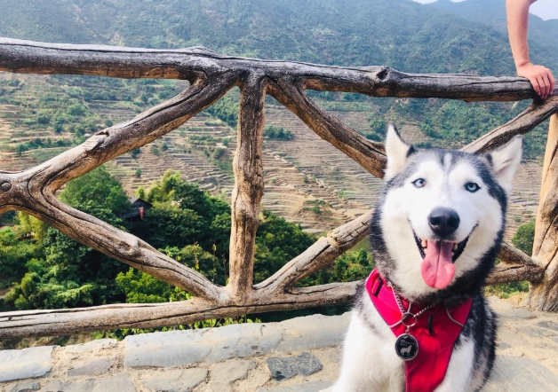 寵物友善步道