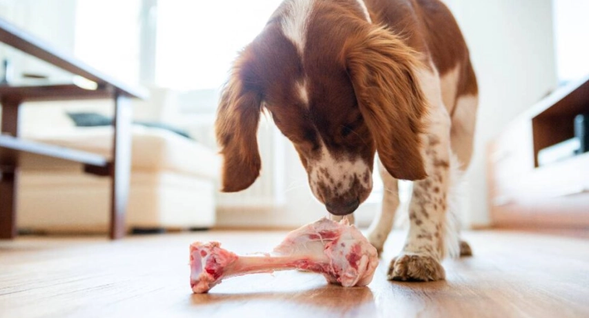 狗狗只吃肉 狗狗只吃肉