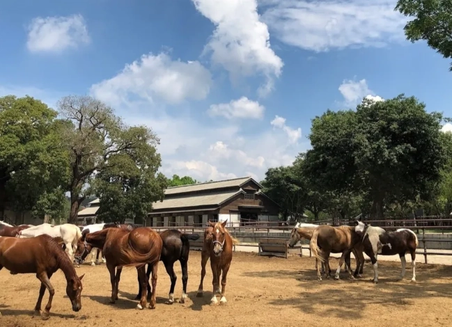 集集線旅遊 集集線旅遊