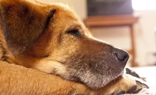 狗睡眠健康 狗睡眠健康