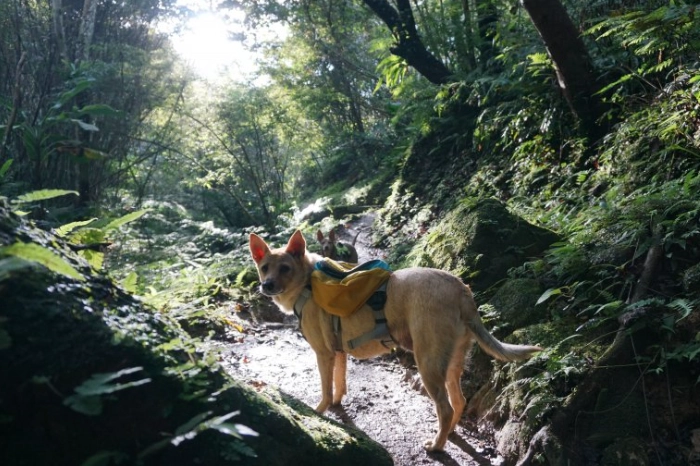 帶狗爬山