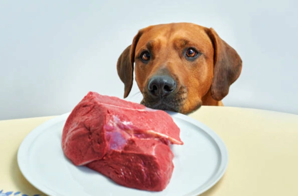 狗狗只吃肉 狗狗只吃肉
