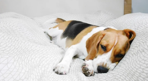老年犬睡眠問題 老年犬睡眠問題