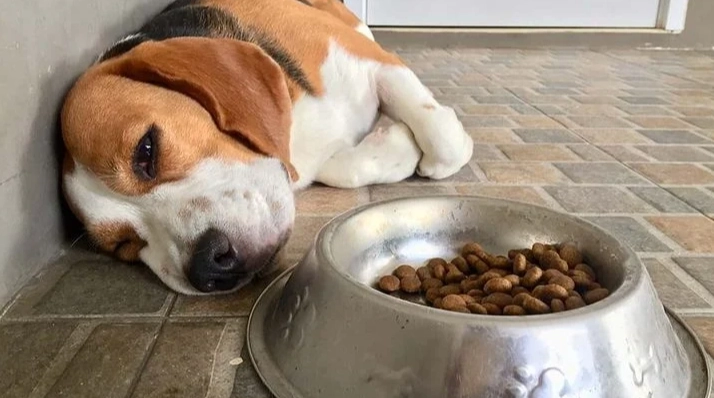 狗狗不吃飼料 狗狗不吃飼料