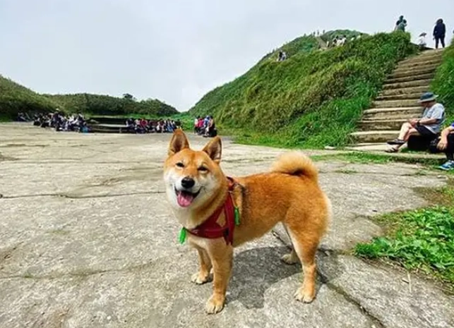 寵物友善步道