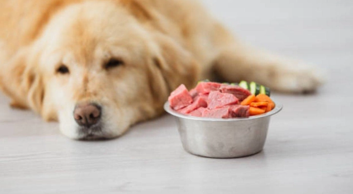 狗狗不吃飼料 狗狗不吃飼料