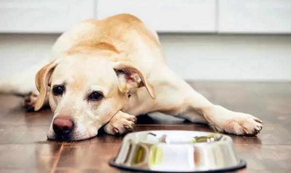 老年犬睡眠問題 老年犬睡眠問題