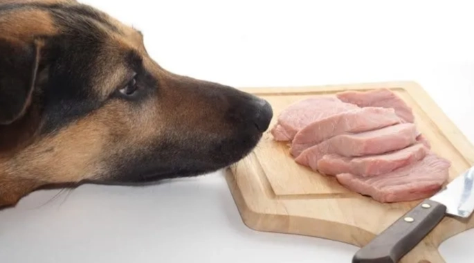 狗狗挑食 狗狗挑食