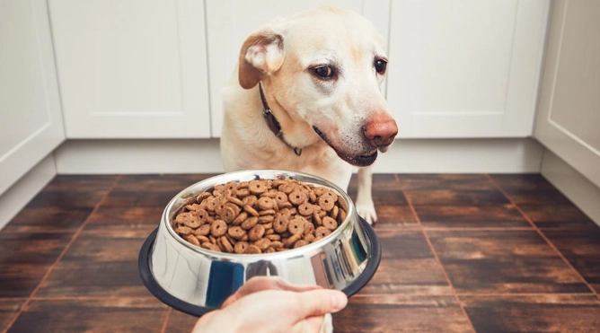 狗狗挑食