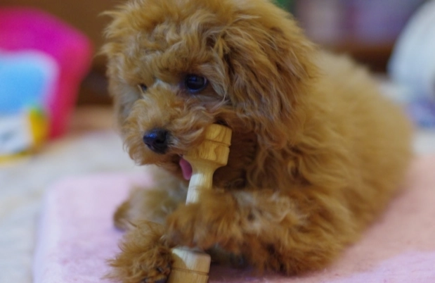 幼犬挑食 幼犬挑食