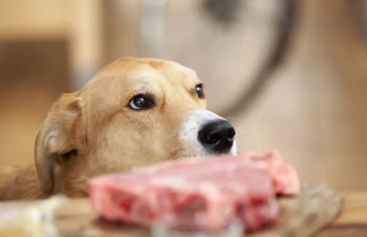 狗狗挑食 狗狗挑食