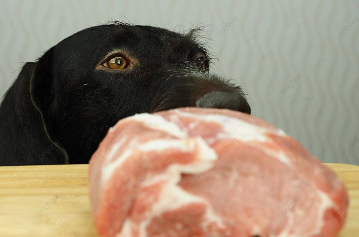 狗狗不吃飼料 狗狗不吃飼料