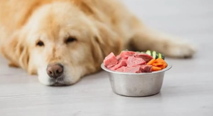 狗狗不吃飼料 狗狗不吃飼料