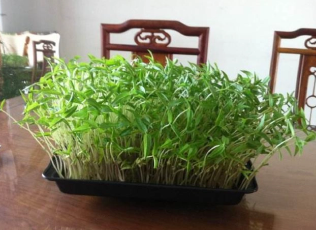 狗狗吃草 狗狗吃草