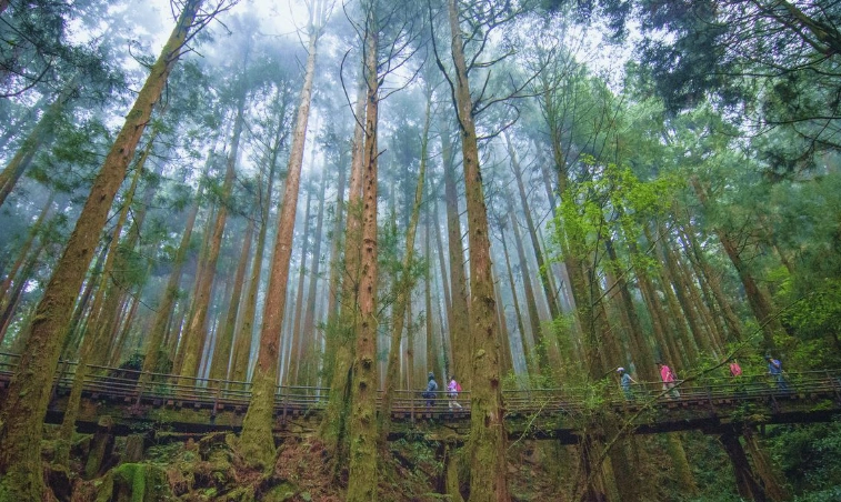 特富野古道 寵物友善 特富野古道 寵物友善