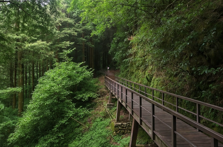 阿里山 步道 帶狗 阿里山 步道 帶狗