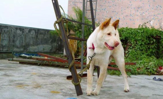 延長狗壽命 延長狗壽命