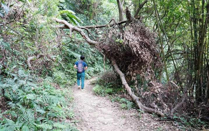 三峽健行路線 三峽健行路線