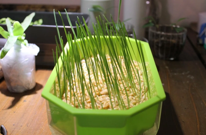 寵物草種植 寵物草種植