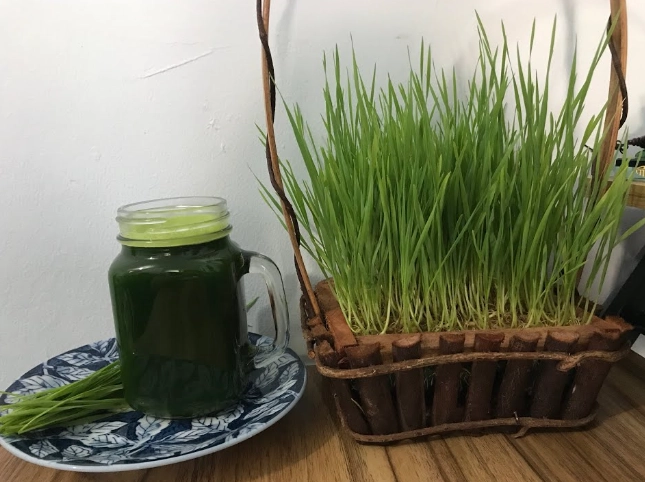 寵物草種植 寵物草種植