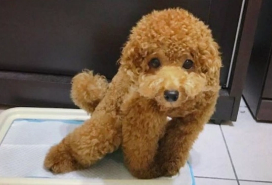 貴賓狗壽命 貴賓狗壽命