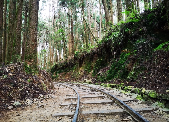 特富野古道 帶狗 特富野古道 帶狗