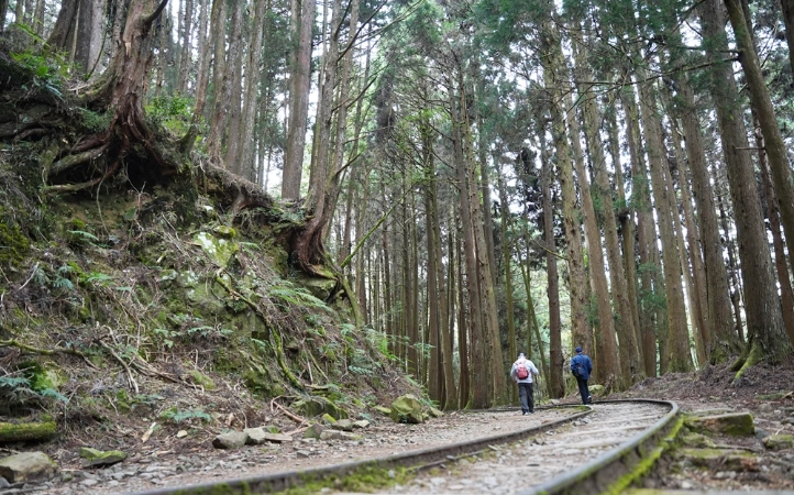 阿里山 步道 帶狗 阿里山 步道 帶狗