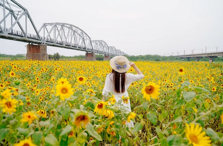 下淡水溪鐵橋 歷史 下淡水溪鐵橋 歷史