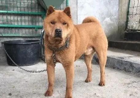 台灣土狗平均壽命 台灣土狗平均壽命