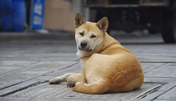 延長狗壽命 延長狗壽命
