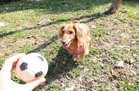 台北狗狗公園 台北狗狗公園