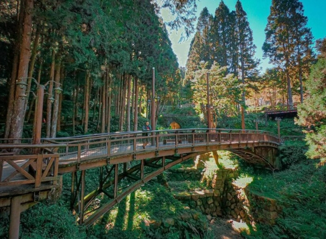 帶狗去阿里山 帶狗去阿里山